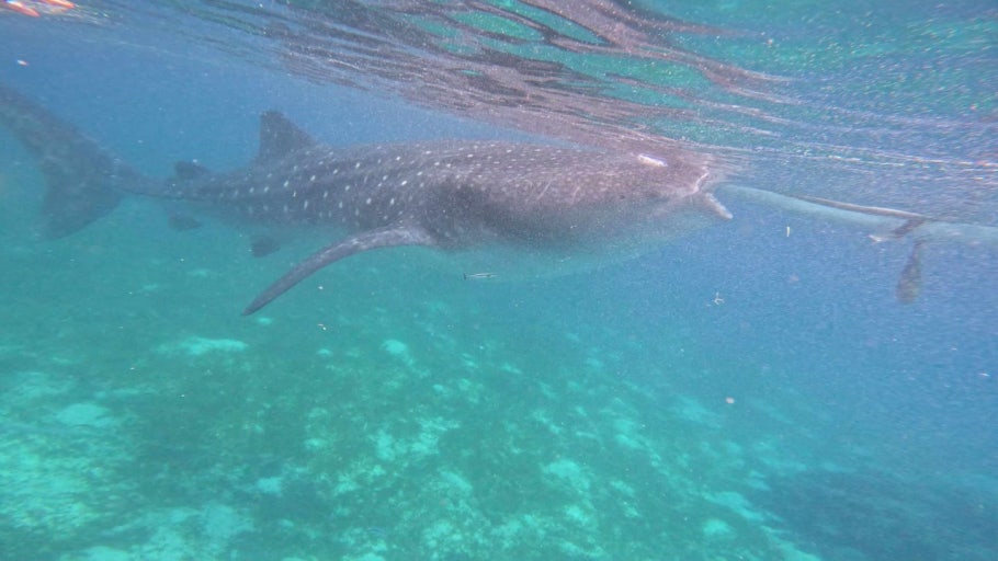Oslob Whale Shark Watching